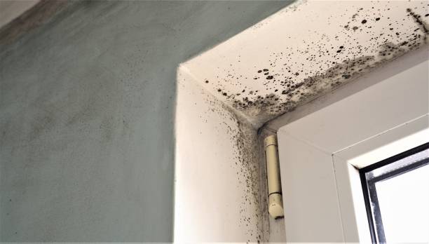 Best Mold Documentation for Insurance Claims  in The Village, OK