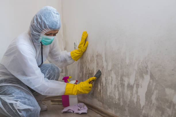 Best Attic Mold Removal  in The Village, OK