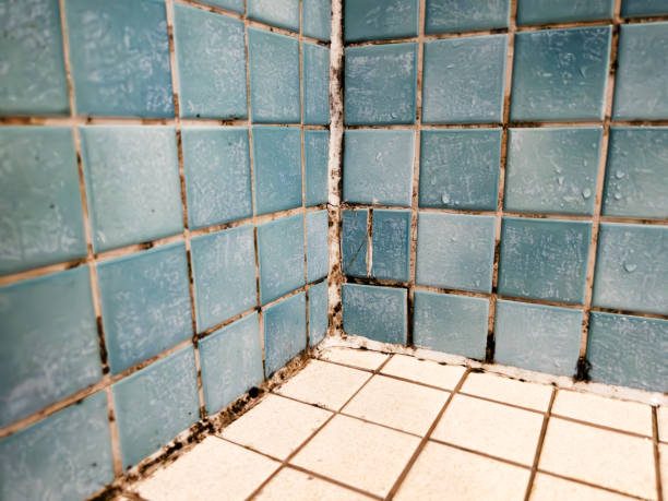 Best Mold Odor Removal Services  in The Village, OK