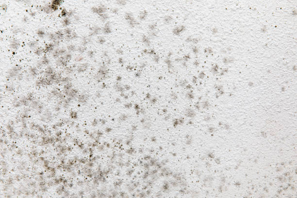 Best Water Damage & Mold Remediation  in The Village, OK