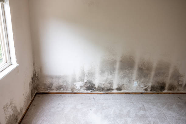 Best Crawl Space Mold Remediation  in The Village, OK